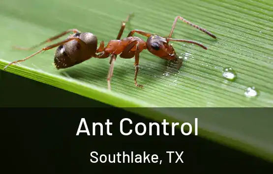  Ant Control Southlake, TX
