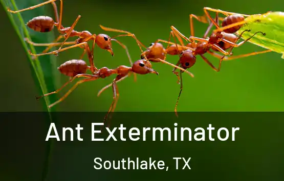  Ant Exterminator Southlake, TX
