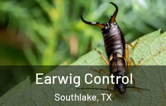  Earwig Control Southlake, TX