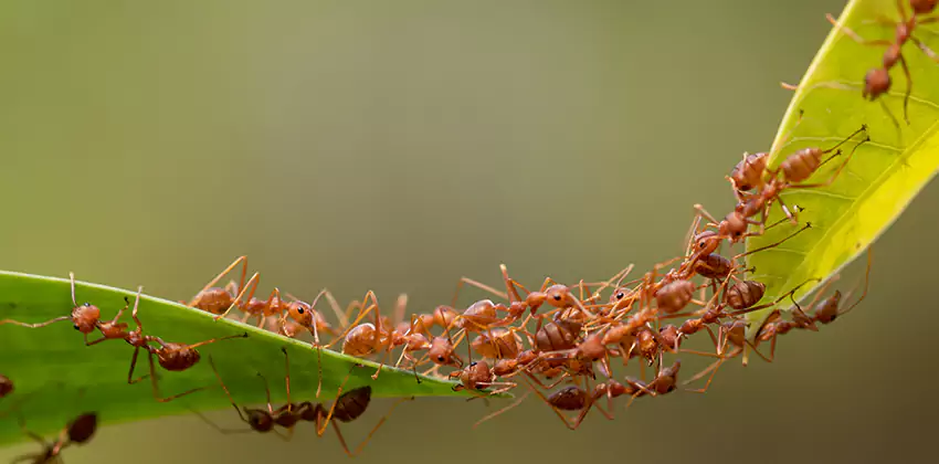 ant-control in Southlake, TX
