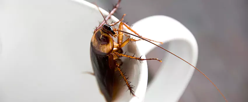 cockroach-treatment in Southlake, TX