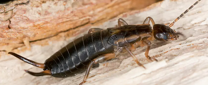 earwig-control in Southlake, TX