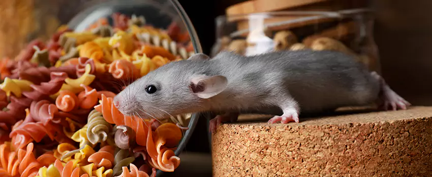 mouse-exterminator in Southlake, TX