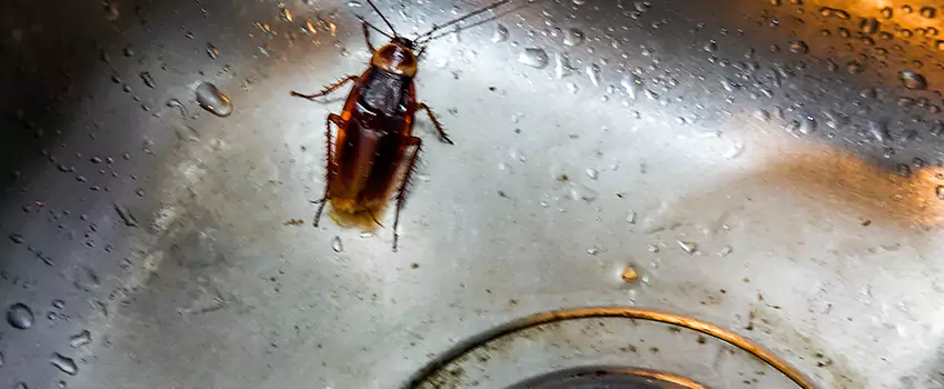 roach-control in Southlake, TX