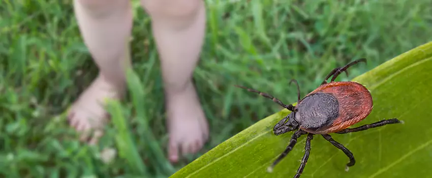 tick-treatment-for-yard in Southlake, TX