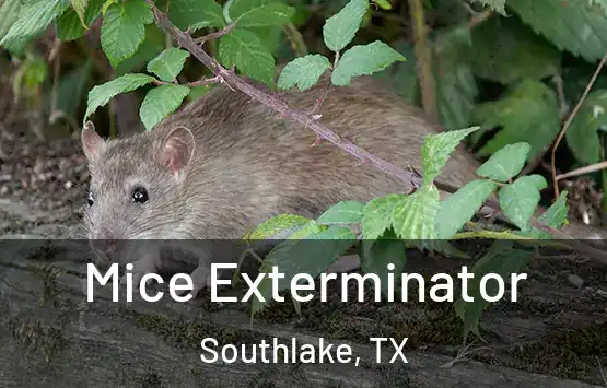  Mice Exterminator Southlake, TX