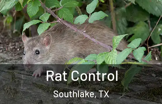  Rat Control Southlake, TX