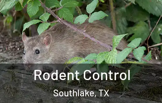  Rodent Control Southlake, TX